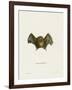 Southern Little Yellow-Eared Bat-null-Framed Giclee Print