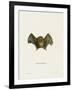 Southern Little Yellow-Eared Bat-null-Framed Giclee Print