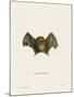 Southern Little Yellow-Eared Bat-null-Mounted Giclee Print