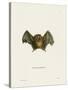 Southern Little Yellow-Eared Bat-null-Stretched Canvas