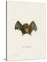 Southern Little Yellow-Eared Bat-null-Stretched Canvas