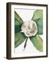 Southern Magnolia (1918)-Mary Vaux Walcott-Framed Photographic Print