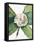 Southern Magnolia (1918)-Mary Vaux Walcott-Framed Stretched Canvas