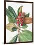 Southern Magnolia (1923)-Mary Vaux Walcott-Framed Photographic Print