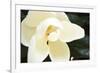 Southern Magnolia I-Alan Hausenflock-Framed Photographic Print