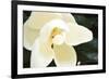 Southern Magnolia I-Alan Hausenflock-Framed Photographic Print