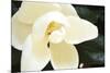 Southern Magnolia I-Alan Hausenflock-Mounted Photographic Print