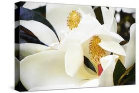 Southern Magnolia II-Alan Hausenflock-Stretched Canvas