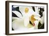 Southern Magnolia II-Alan Hausenflock-Framed Photographic Print