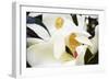 Southern Magnolia II-Alan Hausenflock-Framed Photographic Print