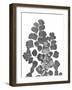 Southern Maidenhair Fern-Albert Koetsier-Framed Art Print