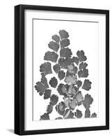 Southern Maidenhair Fern-Albert Koetsier-Framed Art Print