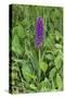 Southern Marsh Orchid (Dactylorhiza Praetermissa)-null-Stretched Canvas