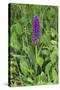 Southern Marsh Orchid (Dactylorhiza Praetermissa)-null-Stretched Canvas