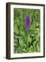 Southern Marsh Orchid (Dactylorhiza Praetermissa)-null-Framed Photographic Print