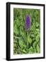 Southern Marsh Orchid (Dactylorhiza Praetermissa)-null-Framed Photographic Print