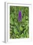 Southern Marsh Orchid (Dactylorhiza Praetermissa)-null-Framed Photographic Print