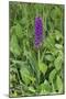 Southern Marsh Orchid (Dactylorhiza Praetermissa)-null-Mounted Photographic Print