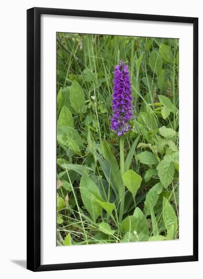 Southern Marsh Orchid (Dactylorhiza Praetermissa)-null-Framed Photographic Print