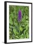 Southern Marsh Orchid (Dactylorhiza Praetermissa)-null-Framed Photographic Print