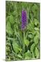 Southern Marsh Orchid (Dactylorhiza Praetermissa)-null-Mounted Photographic Print