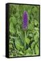 Southern Marsh Orchid (Dactylorhiza Praetermissa)-null-Framed Stretched Canvas