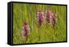 Southern-Marsh Orchids (Dactylorhiza Praetermissa) Wicken Fen, Cambridgeshire, UK, June-Terry Whittaker-Framed Stretched Canvas