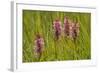 Southern-Marsh Orchids (Dactylorhiza Praetermissa) Wicken Fen, Cambridgeshire, UK, June-Terry Whittaker-Framed Photographic Print