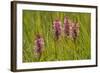 Southern-Marsh Orchids (Dactylorhiza Praetermissa) Wicken Fen, Cambridgeshire, UK, June-Terry Whittaker-Framed Photographic Print