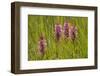 Southern-Marsh Orchids (Dactylorhiza Praetermissa) Wicken Fen, Cambridgeshire, UK, June-Terry Whittaker-Framed Photographic Print