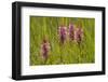 Southern-Marsh Orchids (Dactylorhiza Praetermissa) Wicken Fen, Cambridgeshire, UK, June-Terry Whittaker-Framed Photographic Print