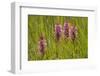 Southern-Marsh Orchids (Dactylorhiza Praetermissa) Wicken Fen, Cambridgeshire, UK, June-Terry Whittaker-Framed Photographic Print