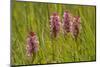 Southern-Marsh Orchids (Dactylorhiza Praetermissa) Wicken Fen, Cambridgeshire, UK, June-Terry Whittaker-Mounted Photographic Print