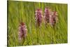 Southern-Marsh Orchids (Dactylorhiza Praetermissa) Wicken Fen, Cambridgeshire, UK, June-Terry Whittaker-Stretched Canvas