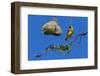 Southern masked weaver building nest, South Africa-Ann & Steve Toon-Framed Photographic Print