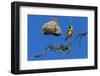 Southern masked weaver building nest, South Africa-Ann & Steve Toon-Framed Photographic Print