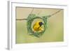 Southern Masked Weaver Building Nest-Tobie Oosthuizen-Framed Photographic Print