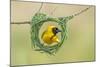 Southern Masked Weaver Building Nest-Tobie Oosthuizen-Mounted Photographic Print