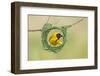 Southern Masked Weaver Building Nest-Tobie Oosthuizen-Framed Photographic Print