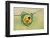 Southern Masked Weaver Building Nest-Tobie Oosthuizen-Framed Photographic Print