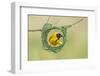 Southern Masked Weaver Building Nest-Tobie Oosthuizen-Framed Photographic Print