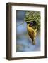 Southern masked weaver (Ploceus velatus), male building a nest, Kgalagadi Transfrontier Park, South-James Hager-Framed Photographic Print