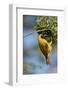 Southern masked weaver (Ploceus velatus), male building a nest, Kgalagadi Transfrontier Park, South-James Hager-Framed Photographic Print