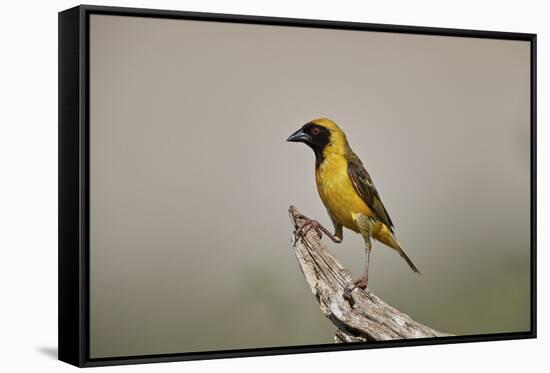 Southern masked weaver (Ploceus velatus), male, Kgalagadi Transfrontier Park, South Africa, Africa-James Hager-Framed Stretched Canvas