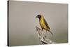 Southern masked weaver (Ploceus velatus), male, Kgalagadi Transfrontier Park, South Africa, Africa-James Hager-Stretched Canvas