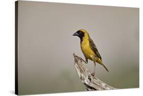 Southern masked weaver (Ploceus velatus), male, Kgalagadi Transfrontier Park, South Africa, Africa-James Hager-Stretched Canvas