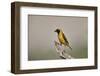 Southern masked weaver (Ploceus velatus), male, Kgalagadi Transfrontier Park, South Africa, Africa-James Hager-Framed Photographic Print