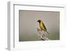 Southern masked weaver (Ploceus velatus), male, Kgalagadi Transfrontier Park, South Africa, Africa-James Hager-Framed Photographic Print