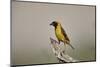 Southern masked weaver (Ploceus velatus), male, Kgalagadi Transfrontier Park, South Africa, Africa-James Hager-Mounted Photographic Print