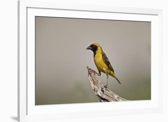 Southern masked weaver (Ploceus velatus), male, Kgalagadi Transfrontier Park, South Africa, Africa-James Hager-Framed Photographic Print